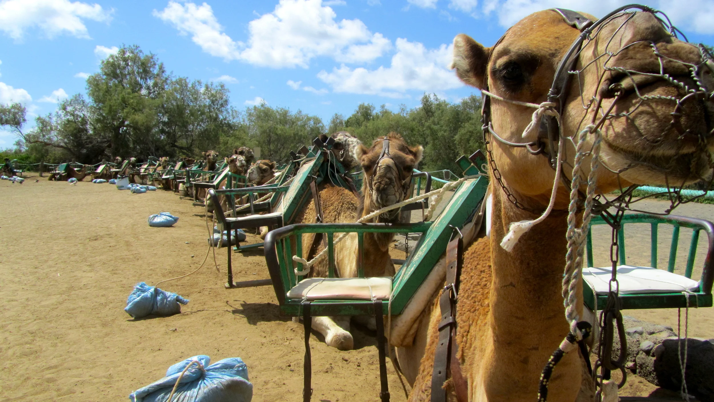 Camel Queue.JPG