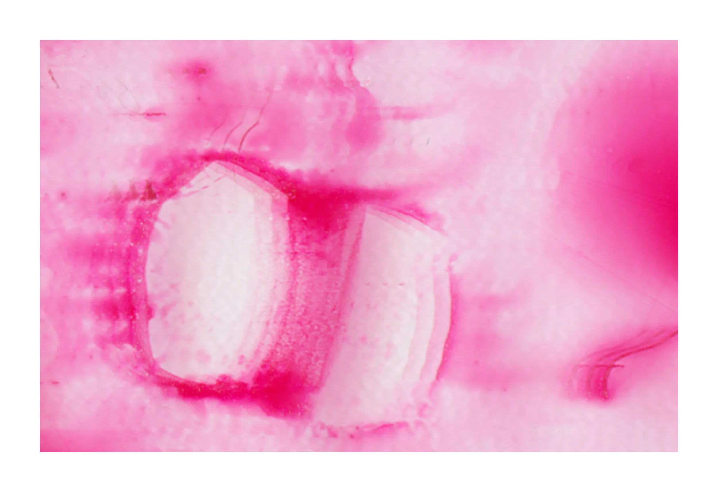 Assortment: Magenta I