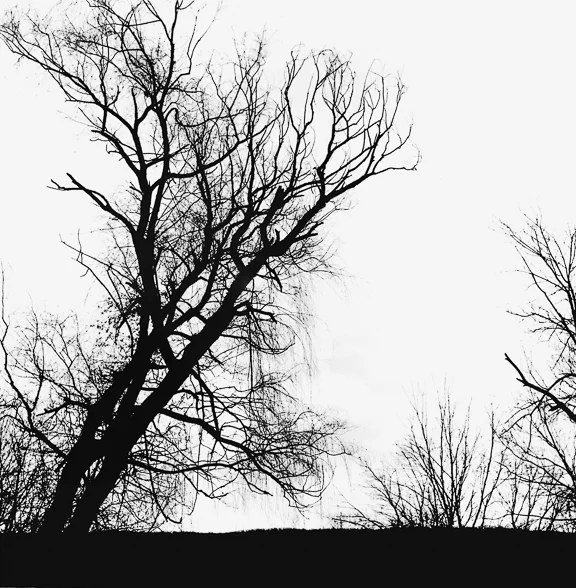 the_slow_whisper_of_trees_2.jpg