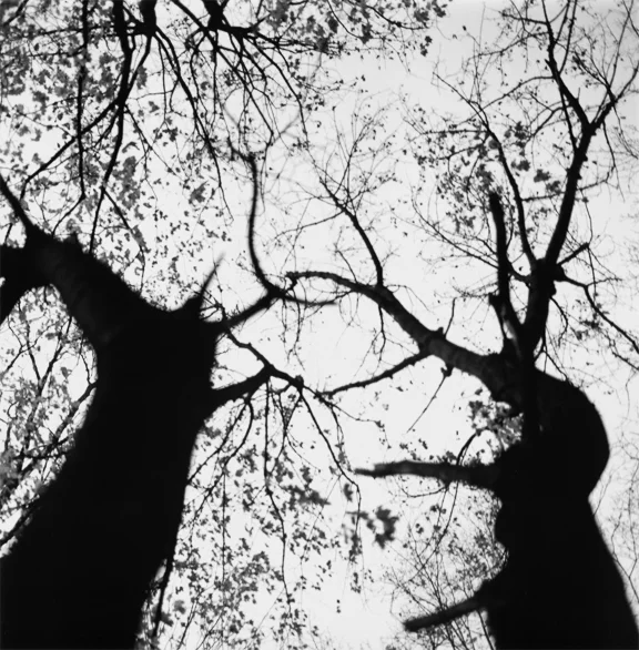 the_slow_whisper_of_trees_1.jpg