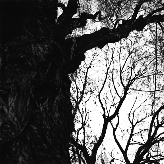the_slow_whisper_of_trees_3.jpg