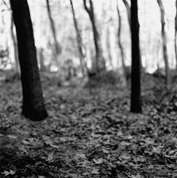 the_slow_whisper_of_trees_4.jpg