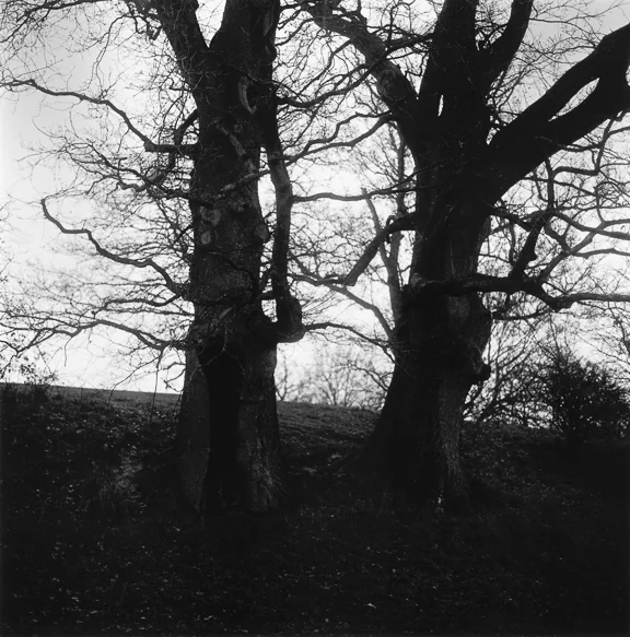 the_slow_whisper_of_trees_10.jpg