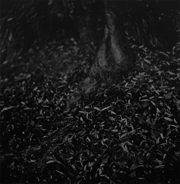 the_slow_whisper_of_trees_12.jpg