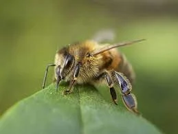 ð Masonry Bees on KS2 Playground