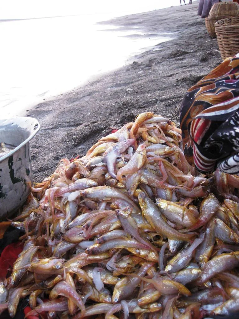 Fresh catch.