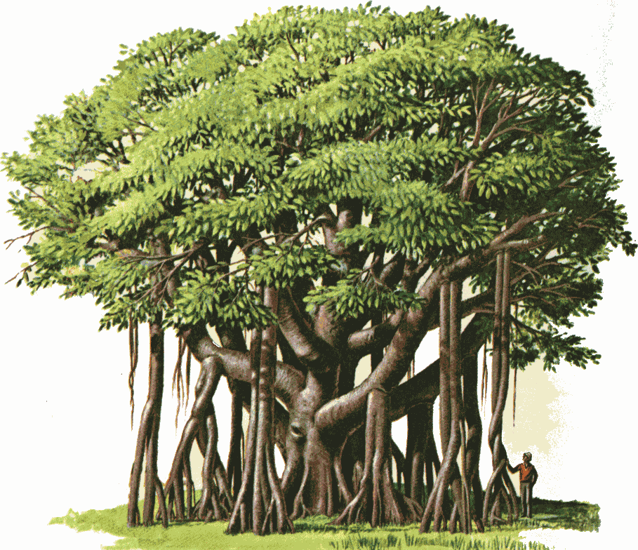 The banyan tree.