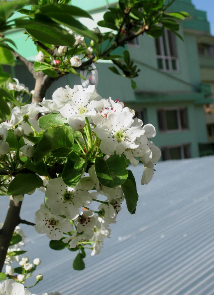 The pear tree in the AEPO office garden.