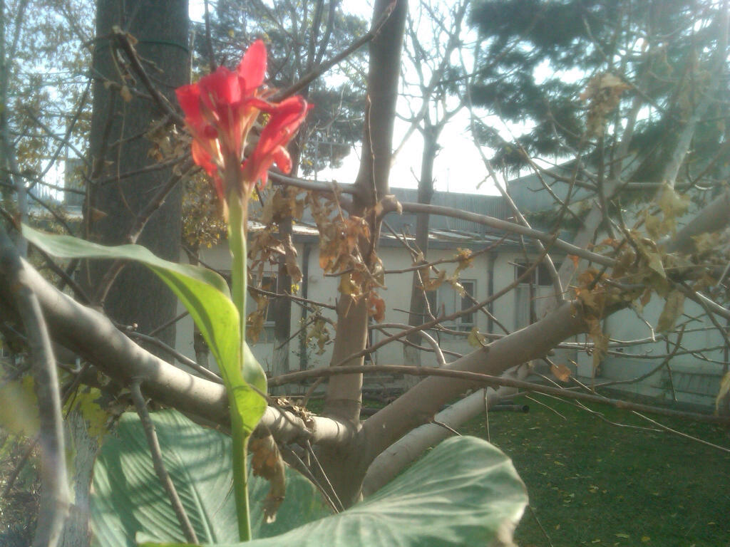 The last flower left in the garden.