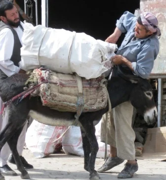 Beast of burden ... even on a Friday