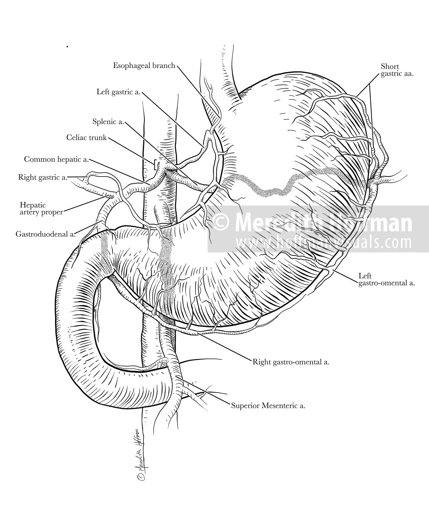 Celiac trunk and blood supply to the stomach
