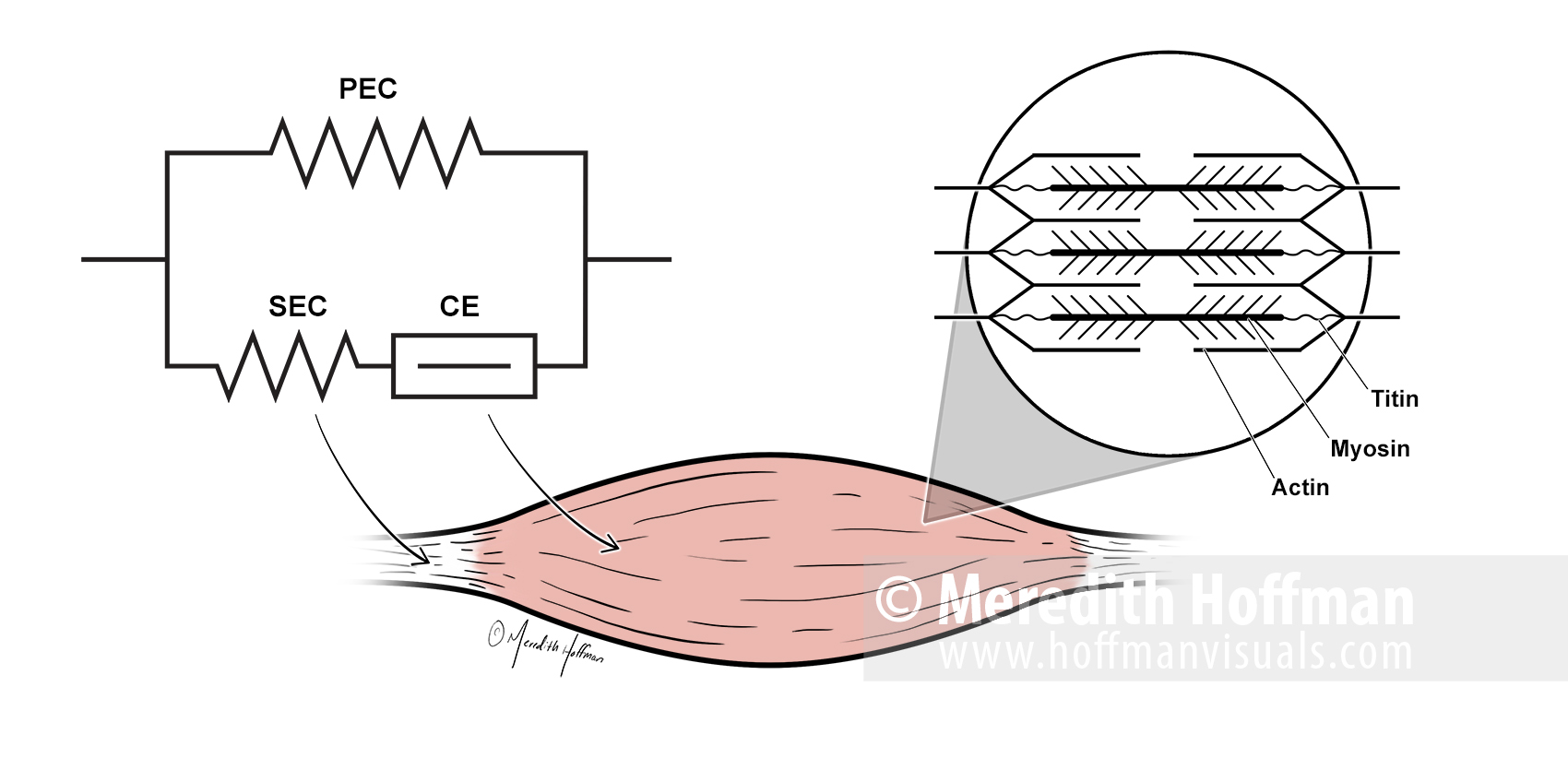 Three component model of force transmission in muscles