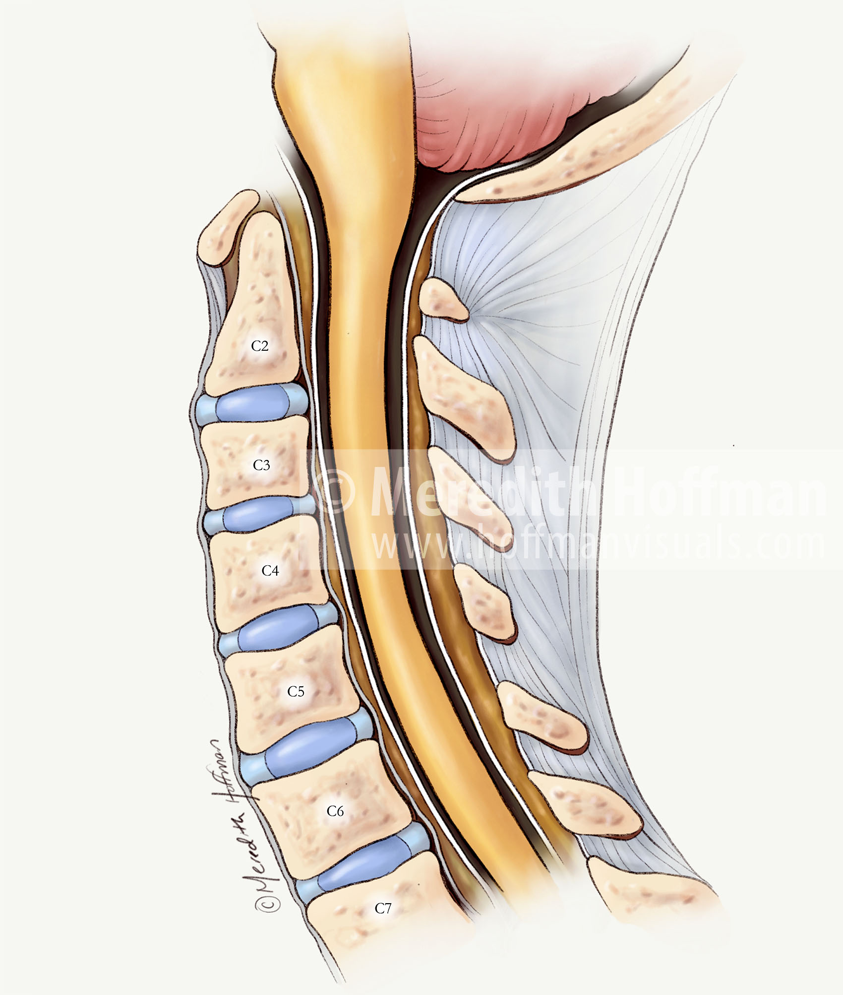 Sagittal view of the cervical spine