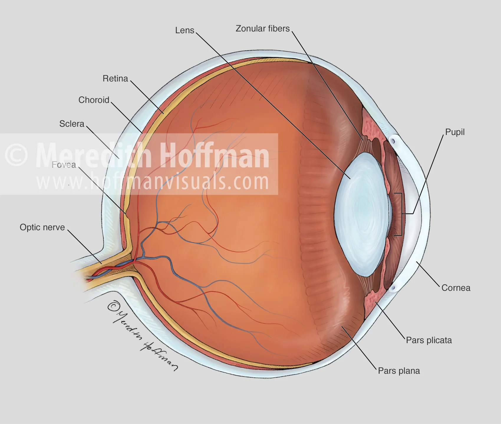 Cross sectional anatomy of the eye