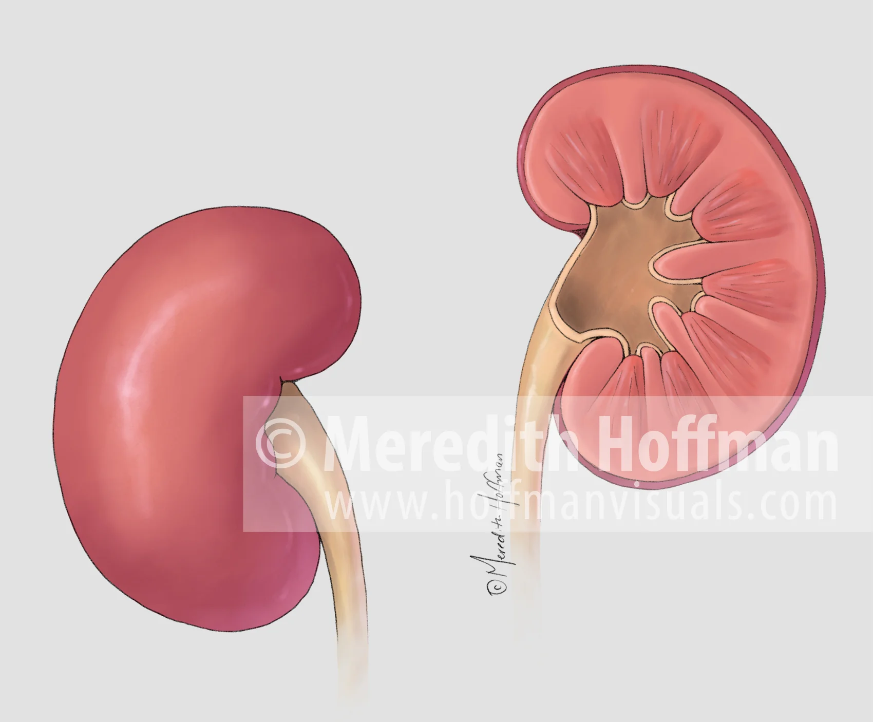 Anatomy of the kidneys