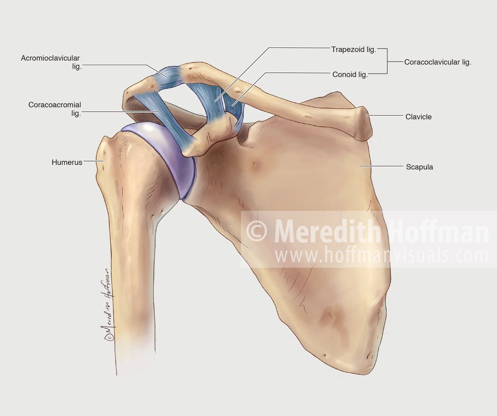 Anatomy of the shoulder and its ligaments