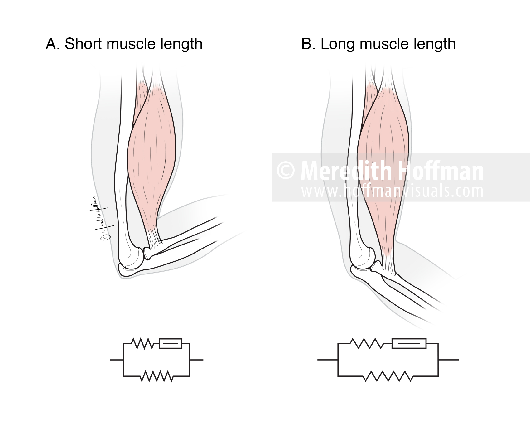 Compression in long and short muscle lengths