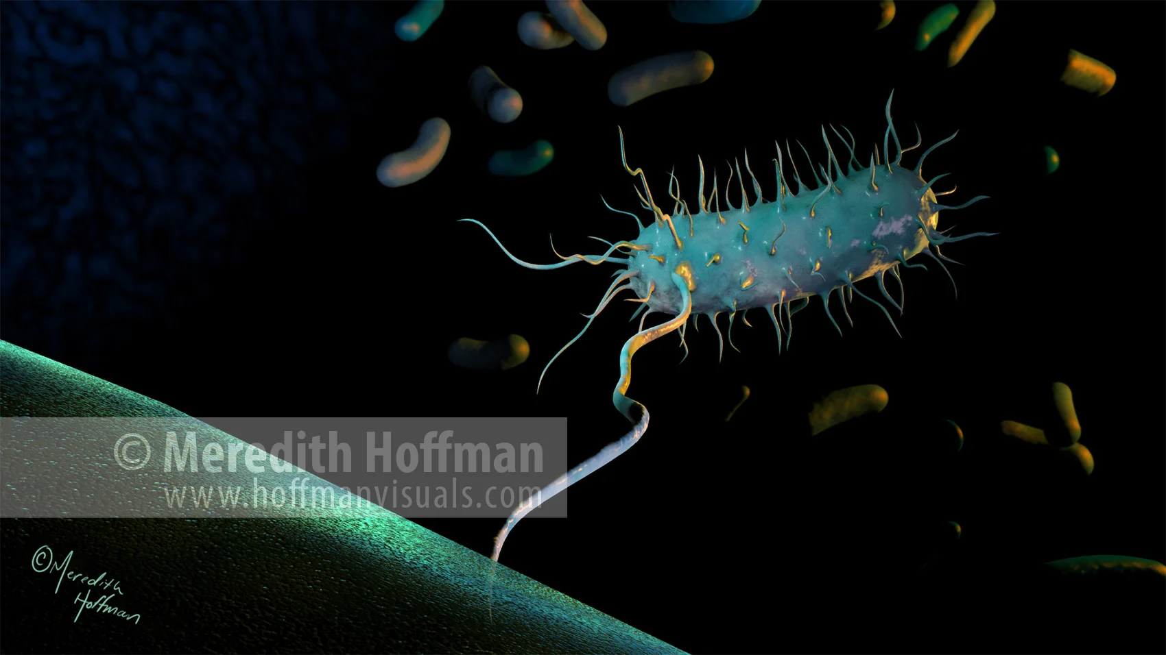 Bacterial conjugation in E. coli