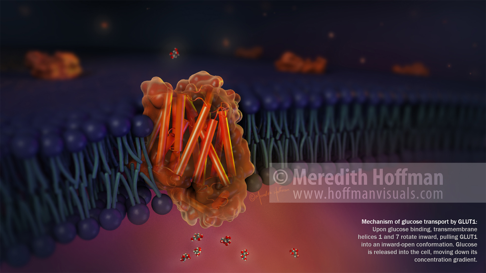 Mechanism of glucose transport by the GLUT1 protein