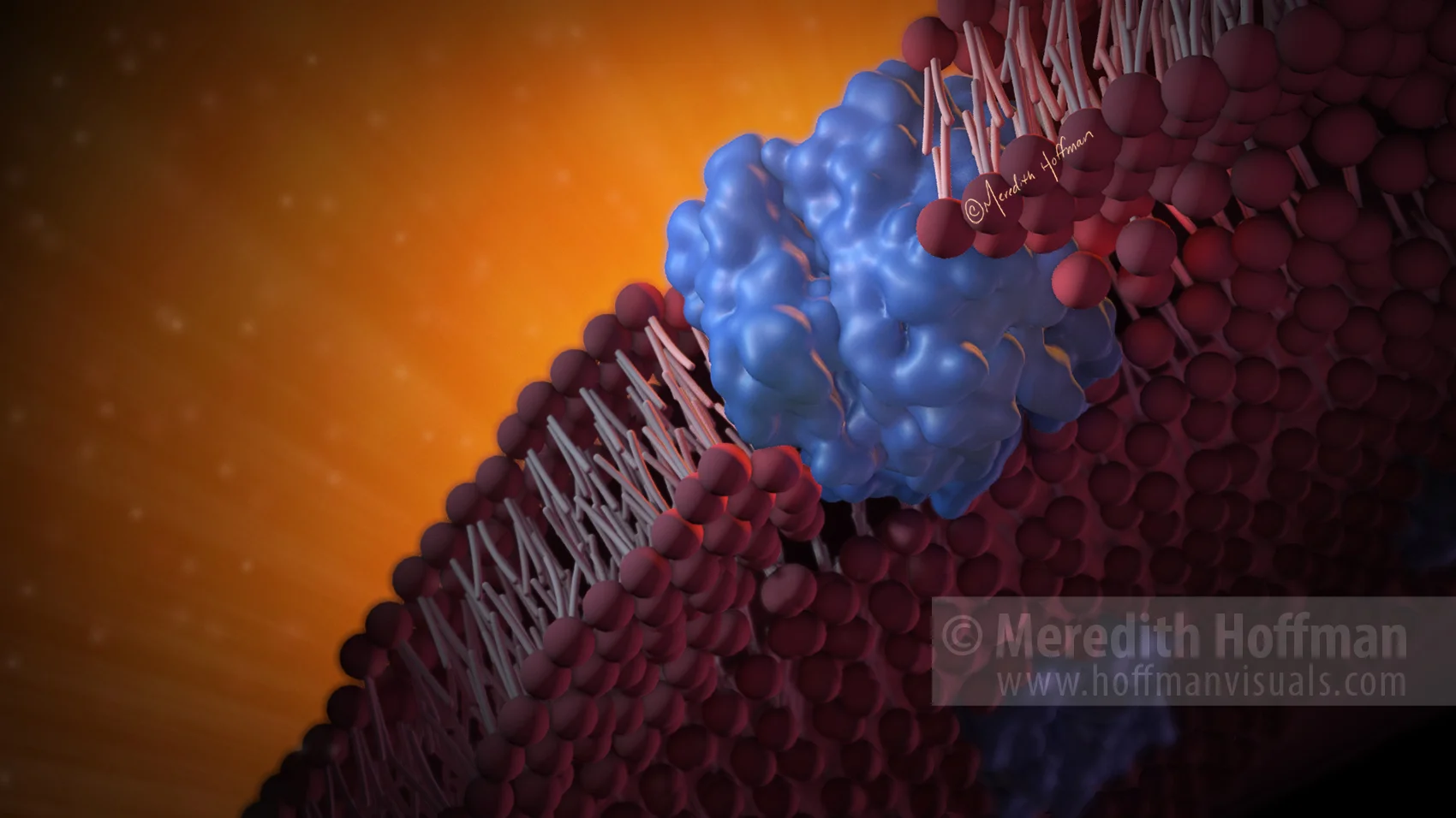Aquaporins in the cell membrane