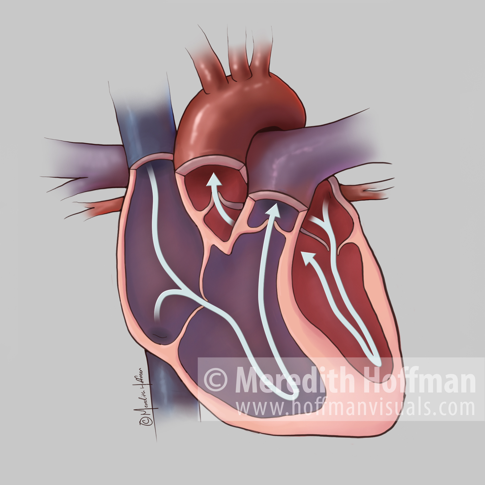 Blood flow through the heart