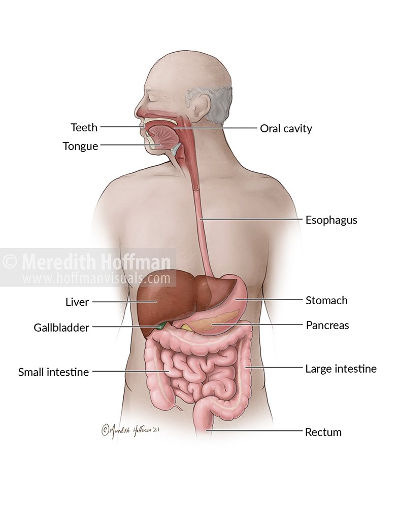 DigestiveSystem_FlatLRWM.jpg