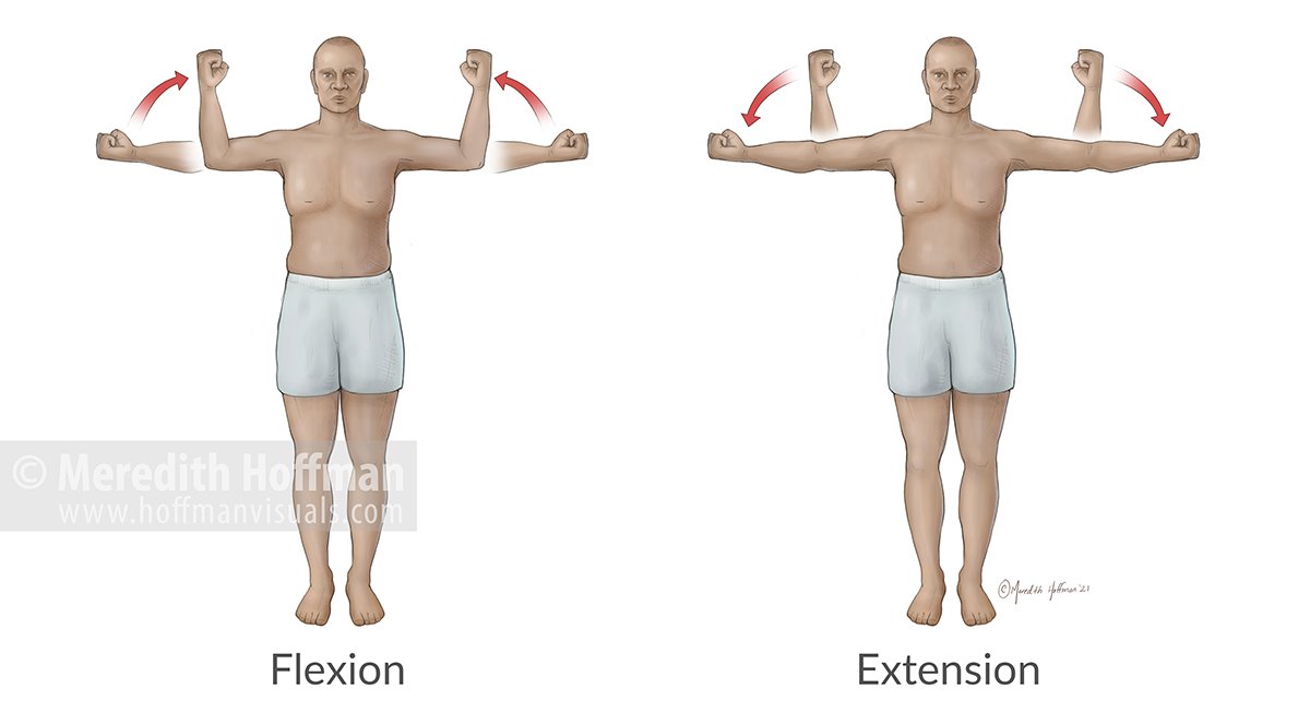 FlexionExtension_FlatLRWM.jpg