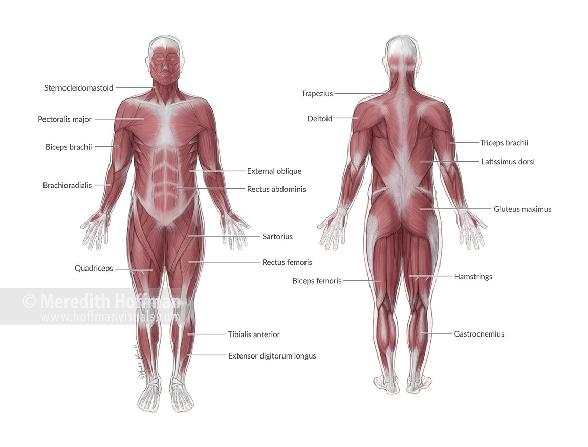 MuscoloskeletalSystem_FlatLRWM.jpg