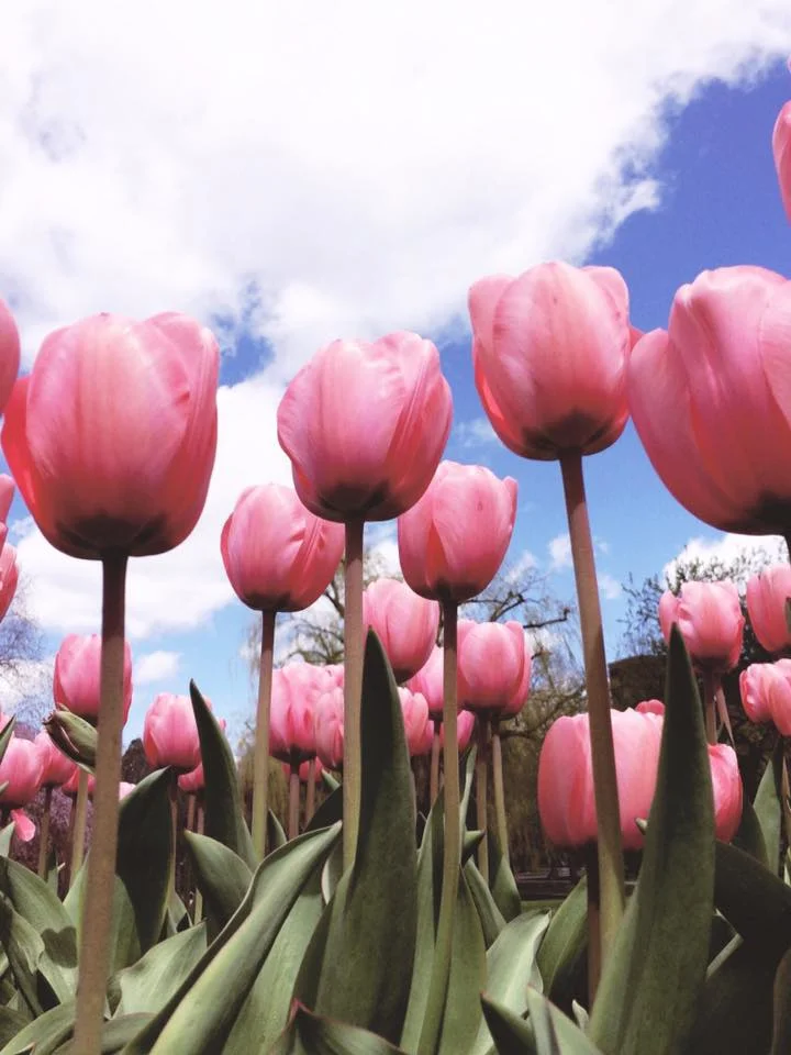 Tulips in the Boston Public Garden