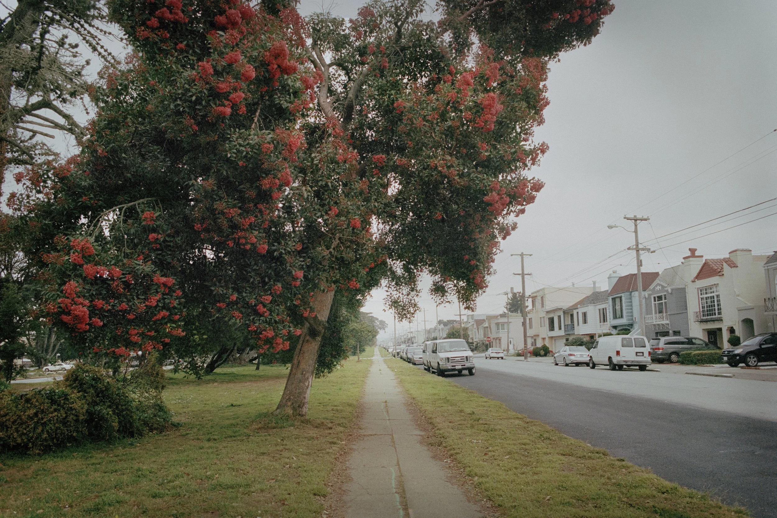 SF_RedFlowerTree copy.jpg
