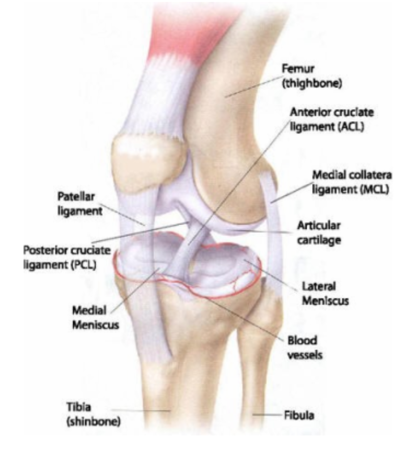 Anterior Knee Pain