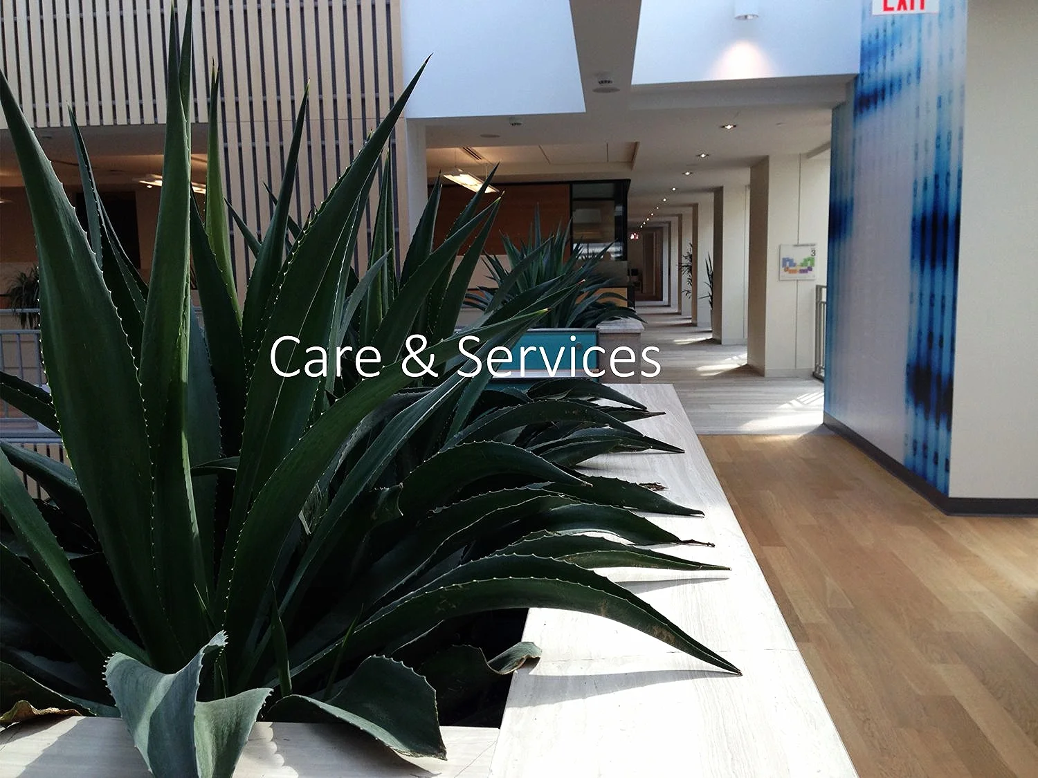 Care and Services with Words.jpg