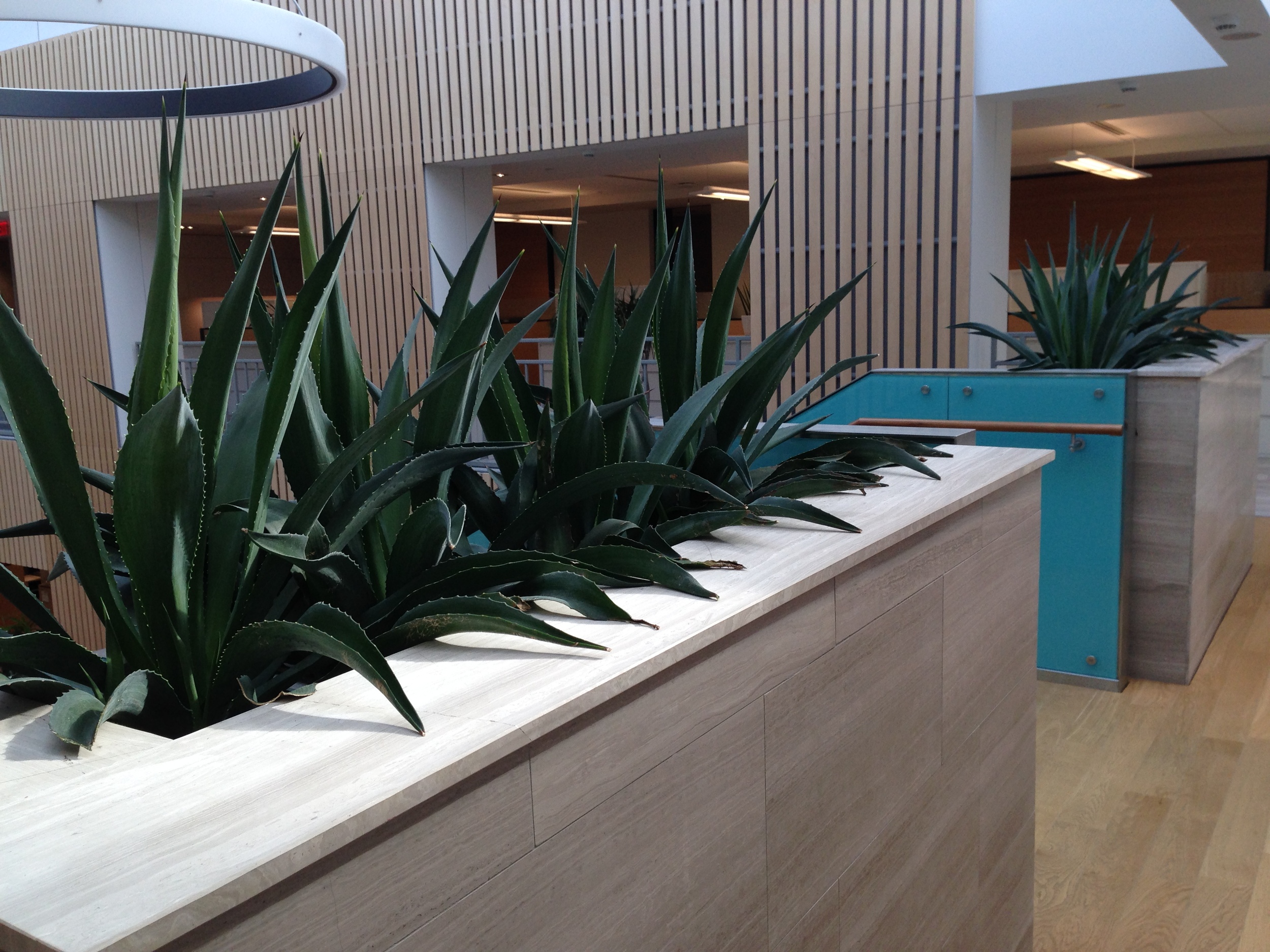 Blue Agaves.jpg