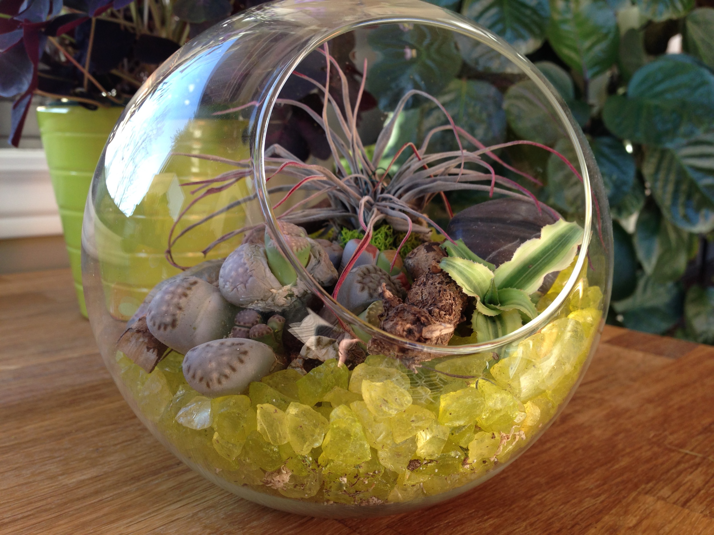 Lithops Bowl.jpg