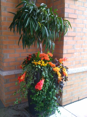 Outdoor Planter Arrangement at Toronto Condominium