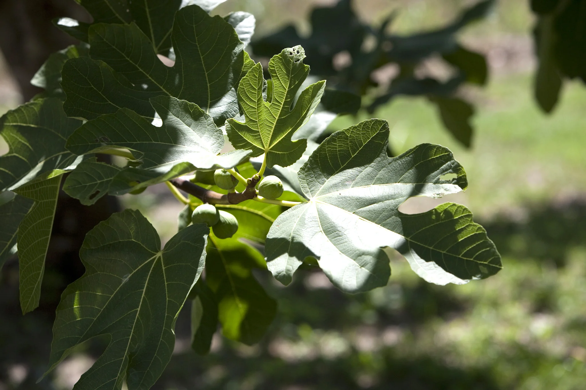 Figs.jpg