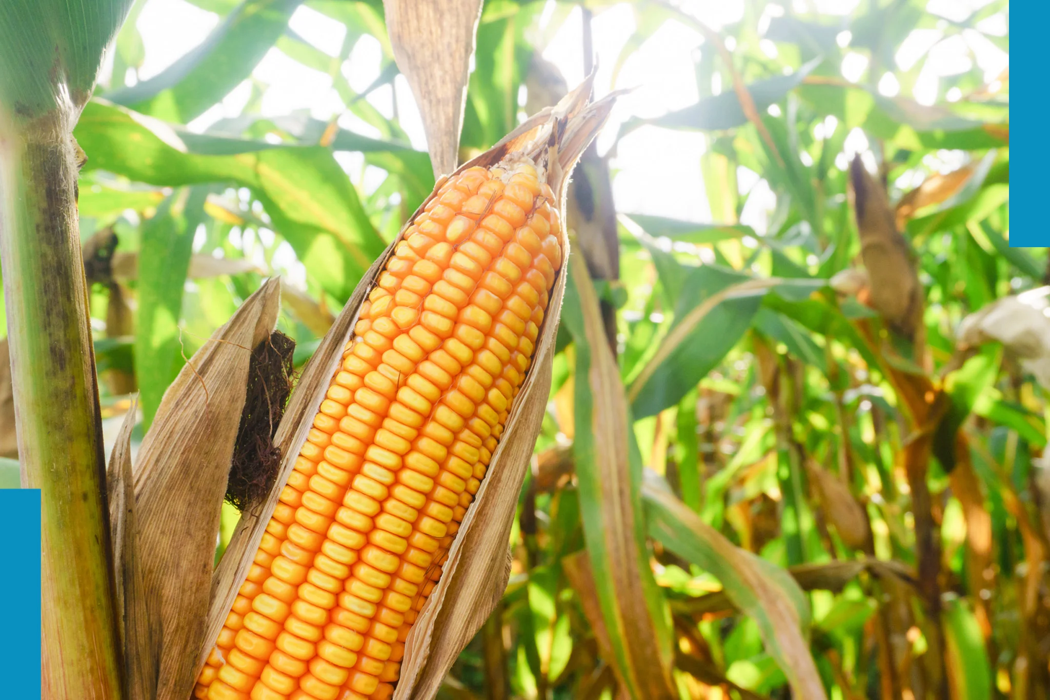 Goldener Spätsommer und Goldgelber Mais