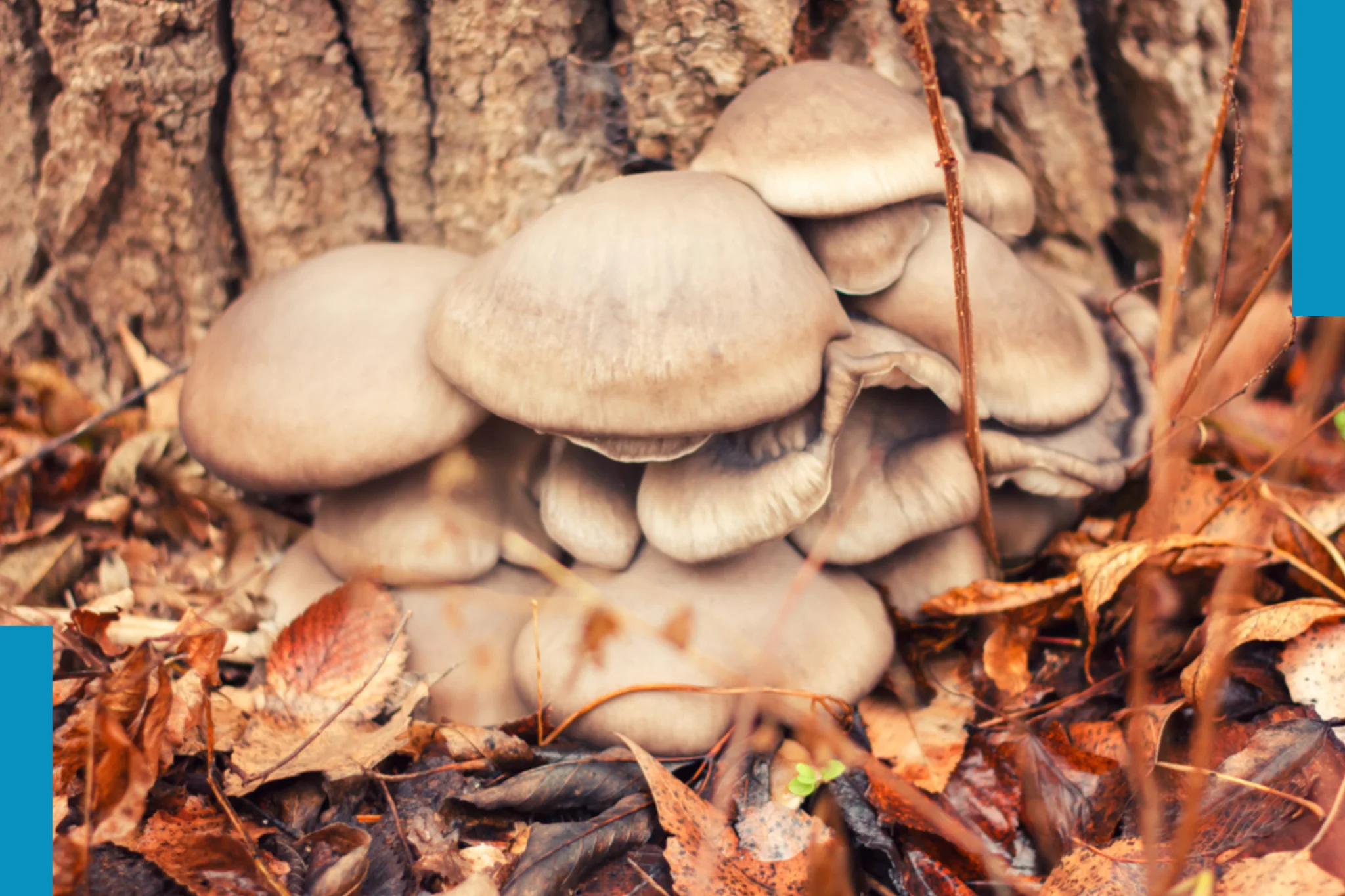 Erster Frost = Austernplize