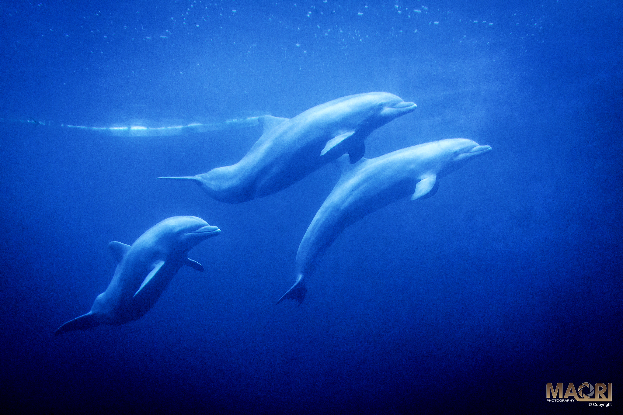 The Aquarium of Genoa-Dolphins©.jpg