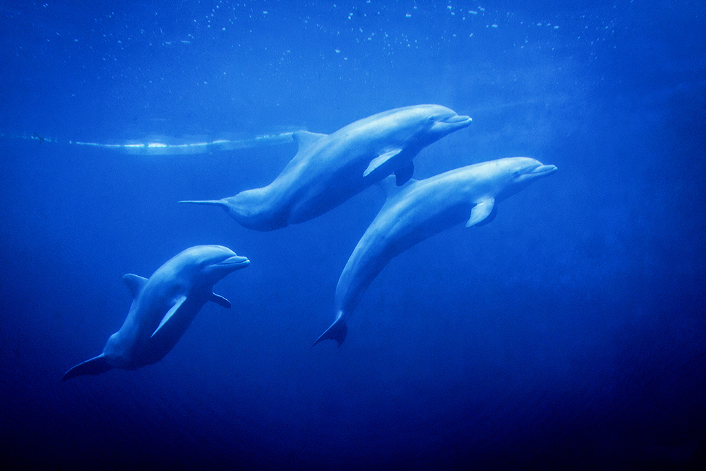 The Aquarium of Genoa-Dolphins-1024.jpg