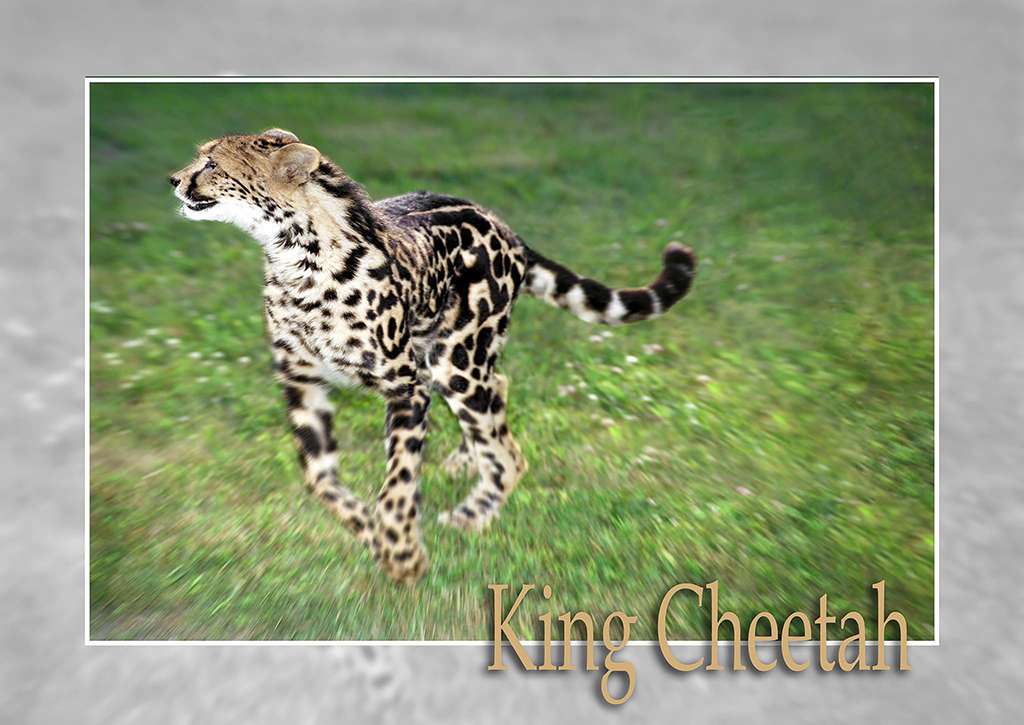 King Cheetah Tawana.jpg