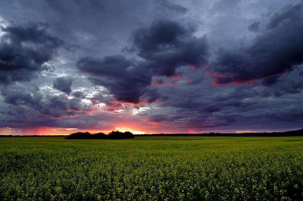 Canola field sunset Vegreville-1024.jpg