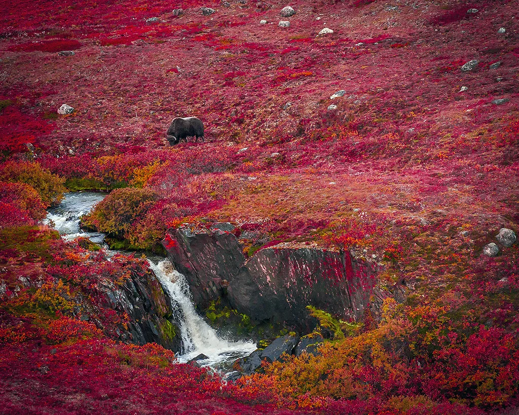 aerial view of Muskox taken in Cambridge Bay, Nunavut.