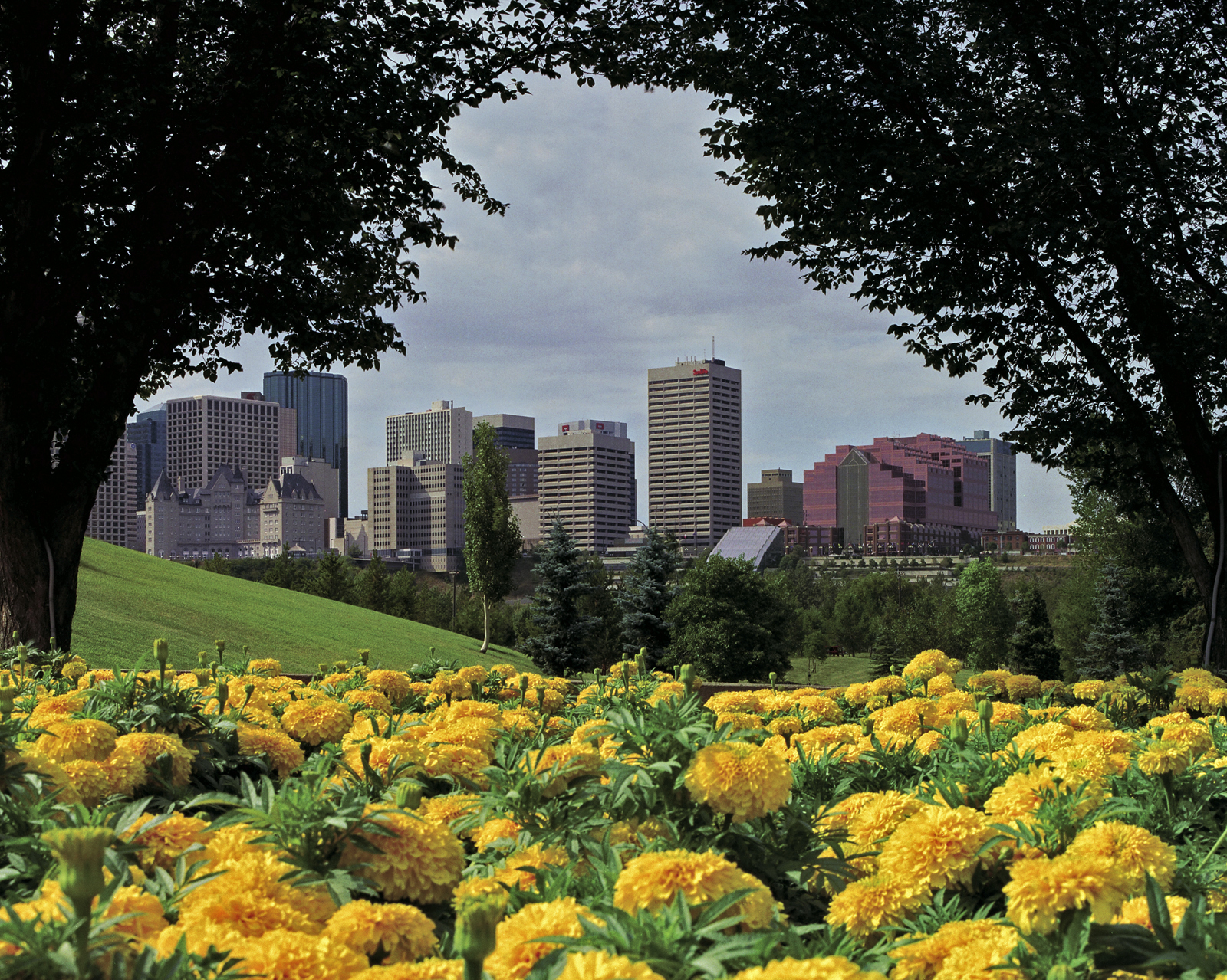 Edmonton-Mums flower bed.jpg