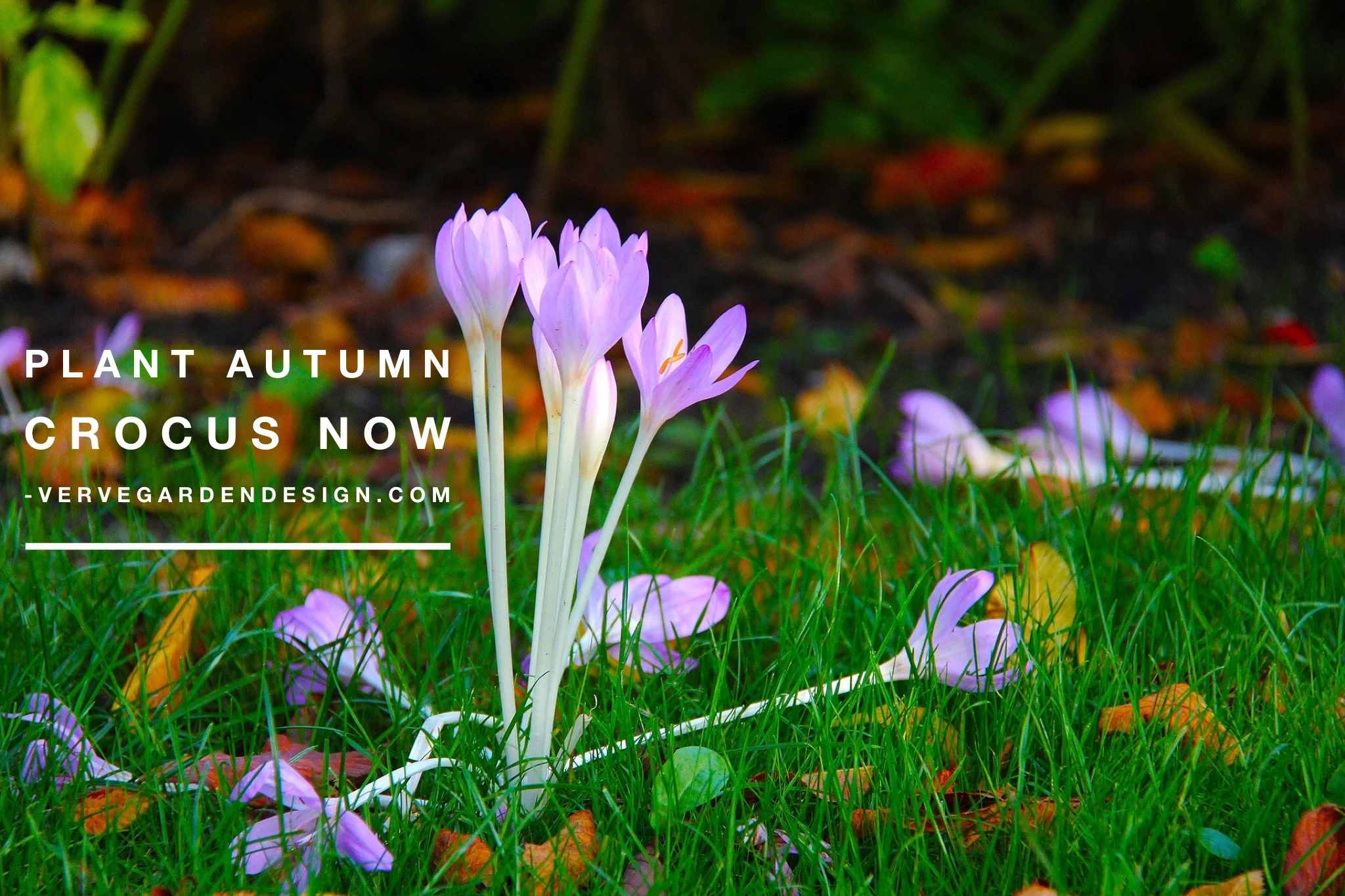 Best planted in lawns or under shrubs, Colchicums add a splash of colour in autumn and feed bees