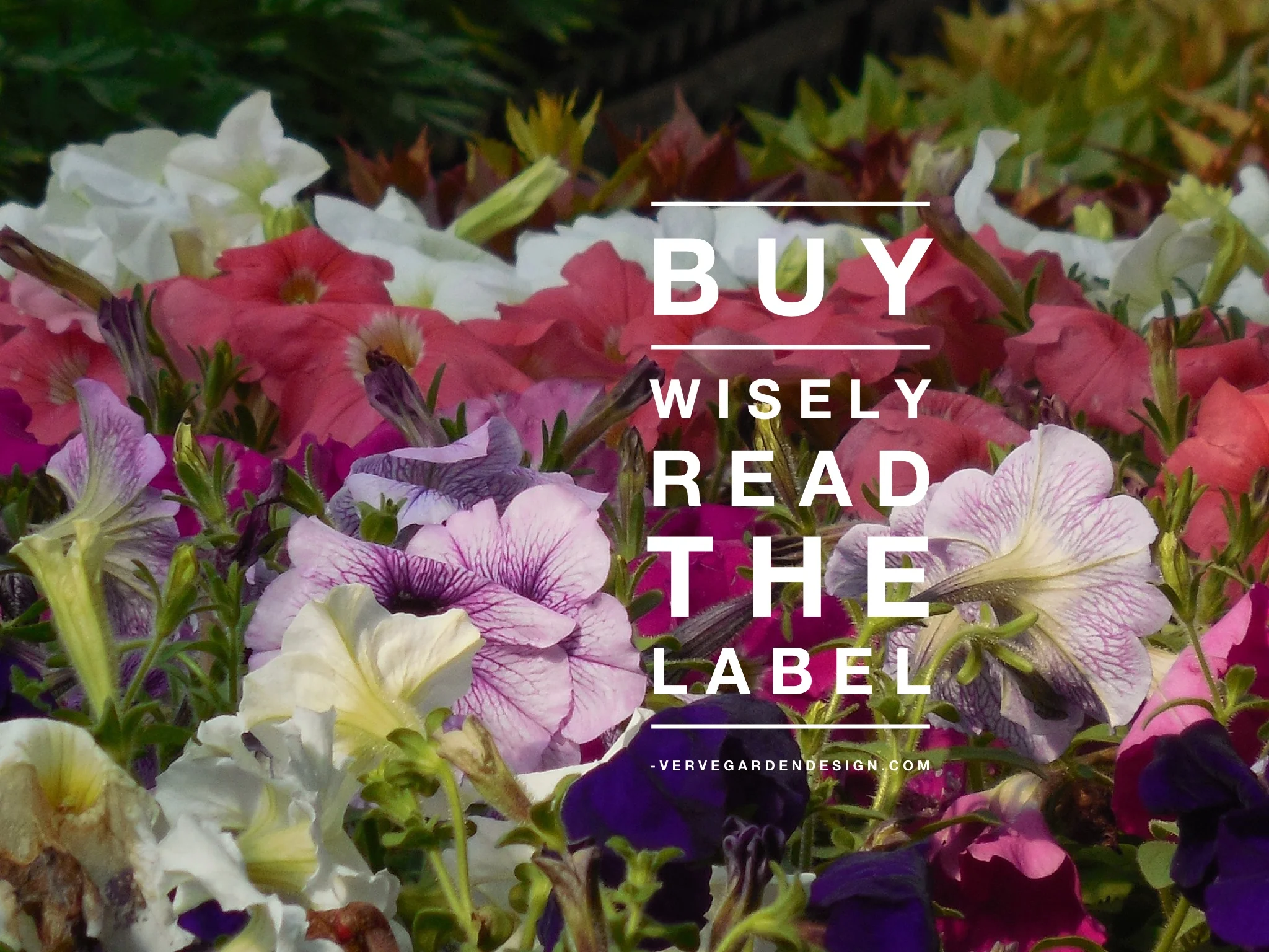 Don't just buy a plant because you like the look: check the label to see if it will thrive in your garden