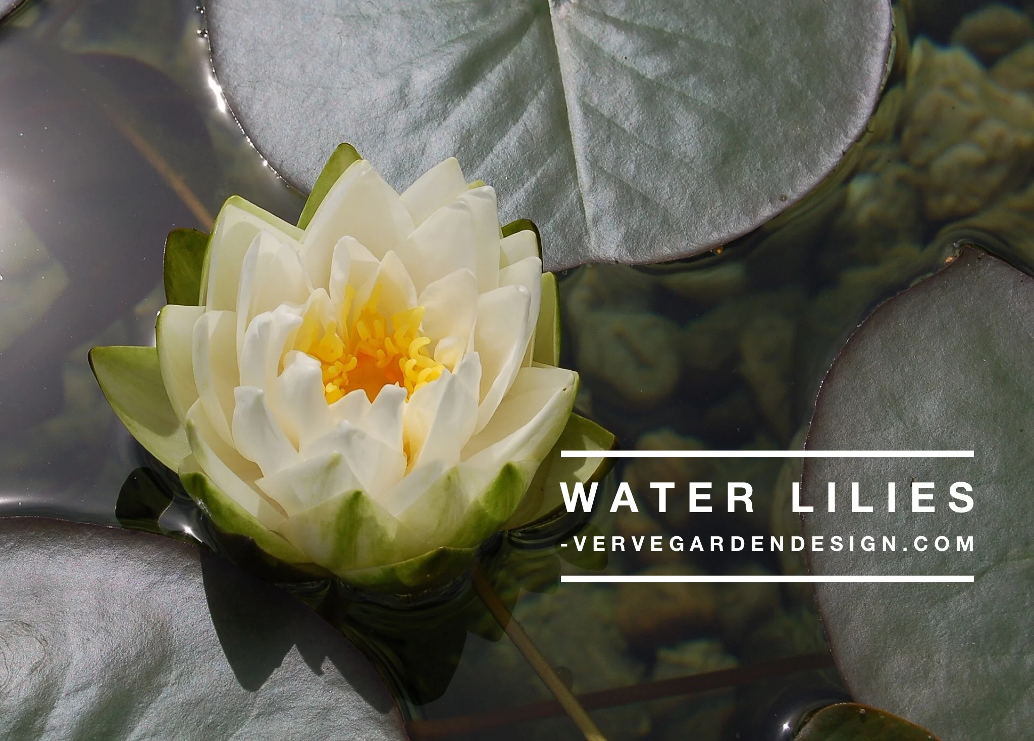 You don't need a country house estate, just a large, deep bowl or smaller pond. Needs sun.