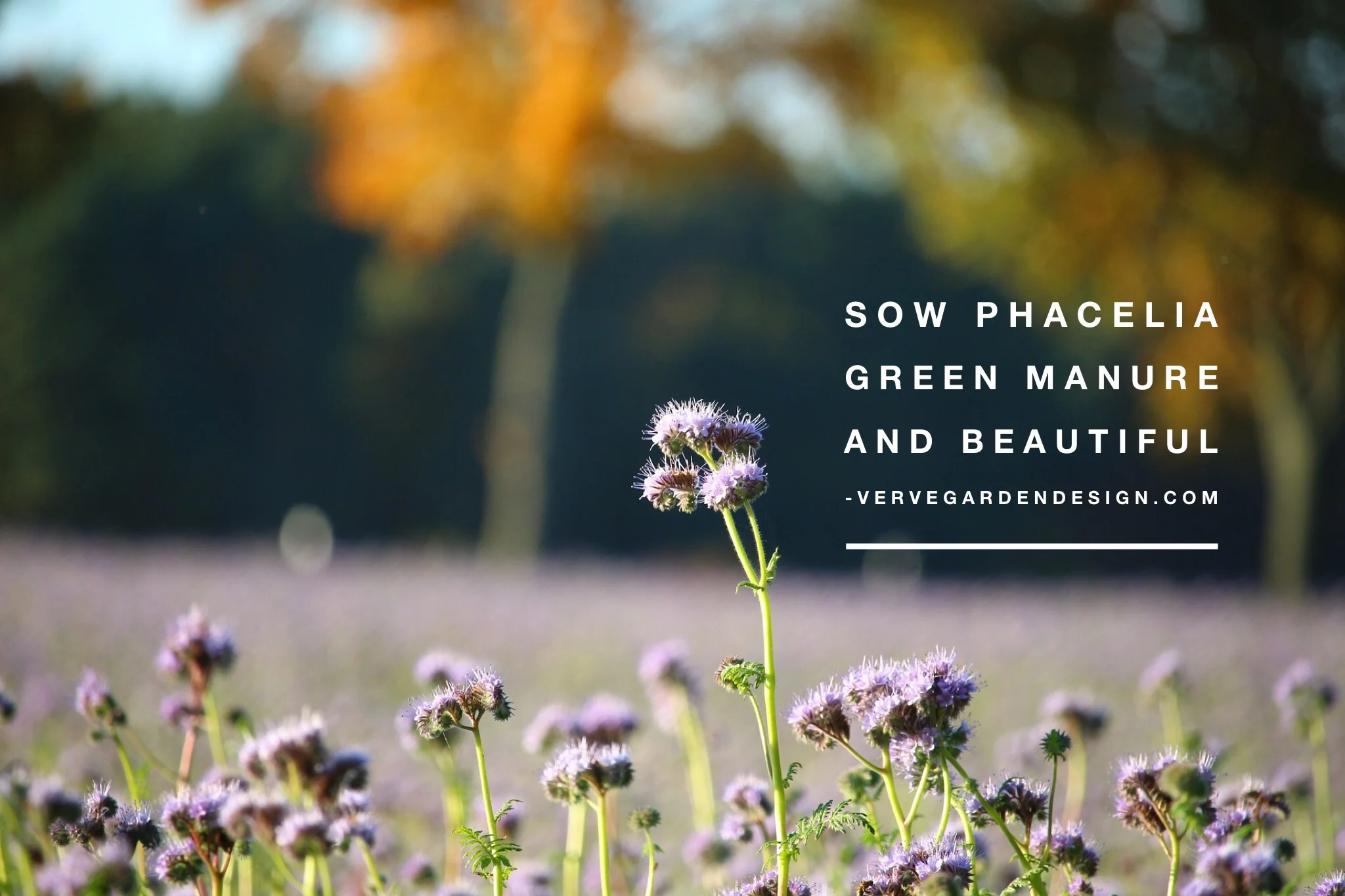 Cleared a veg bed or border? Sow green manure to stop weeds and fix nutrients into soil until Spring
