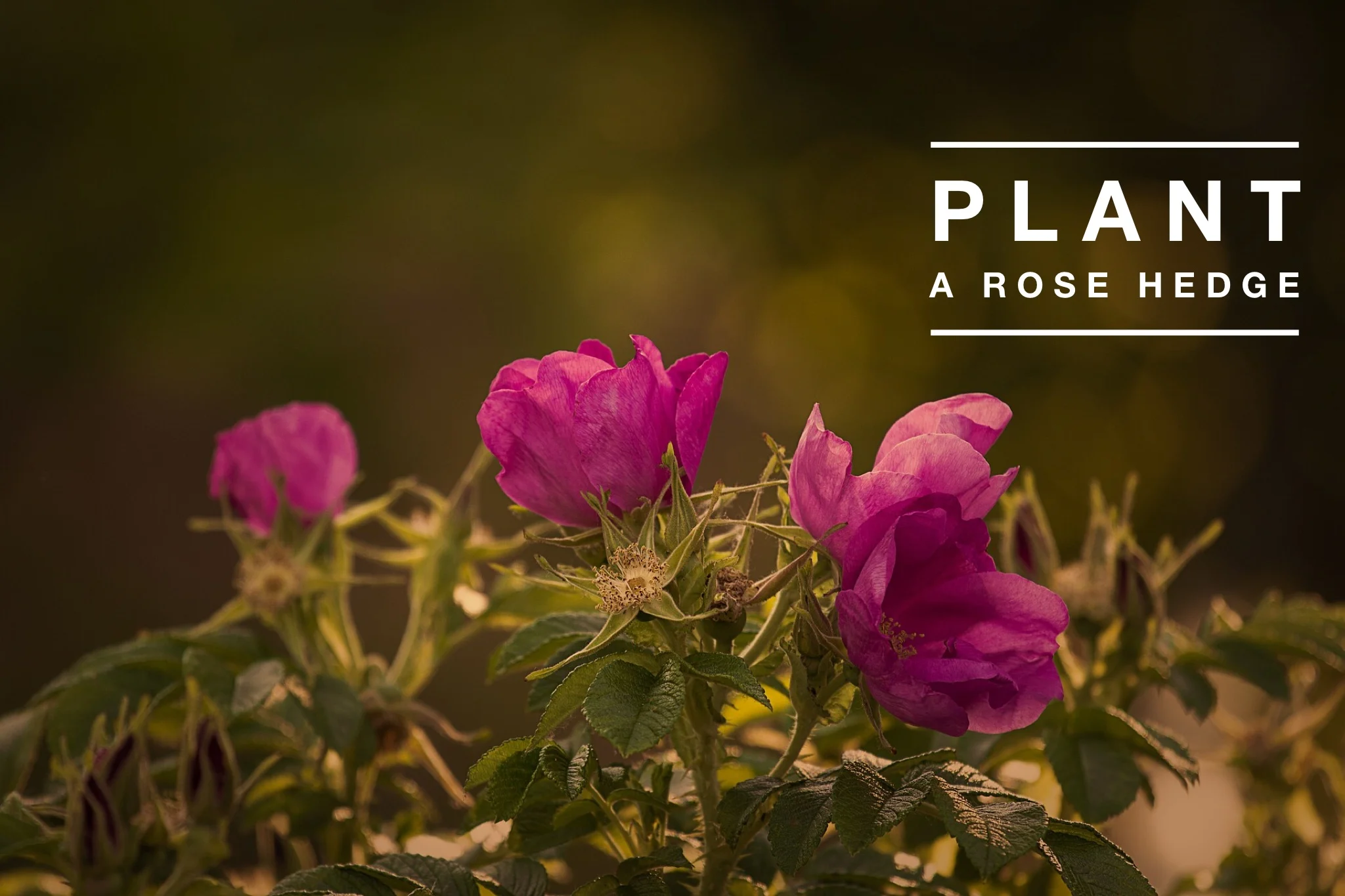 Try Rosa 'Queen of Sweden' for a touch of sophistication or Rosa rugosa for lovely winter hips.