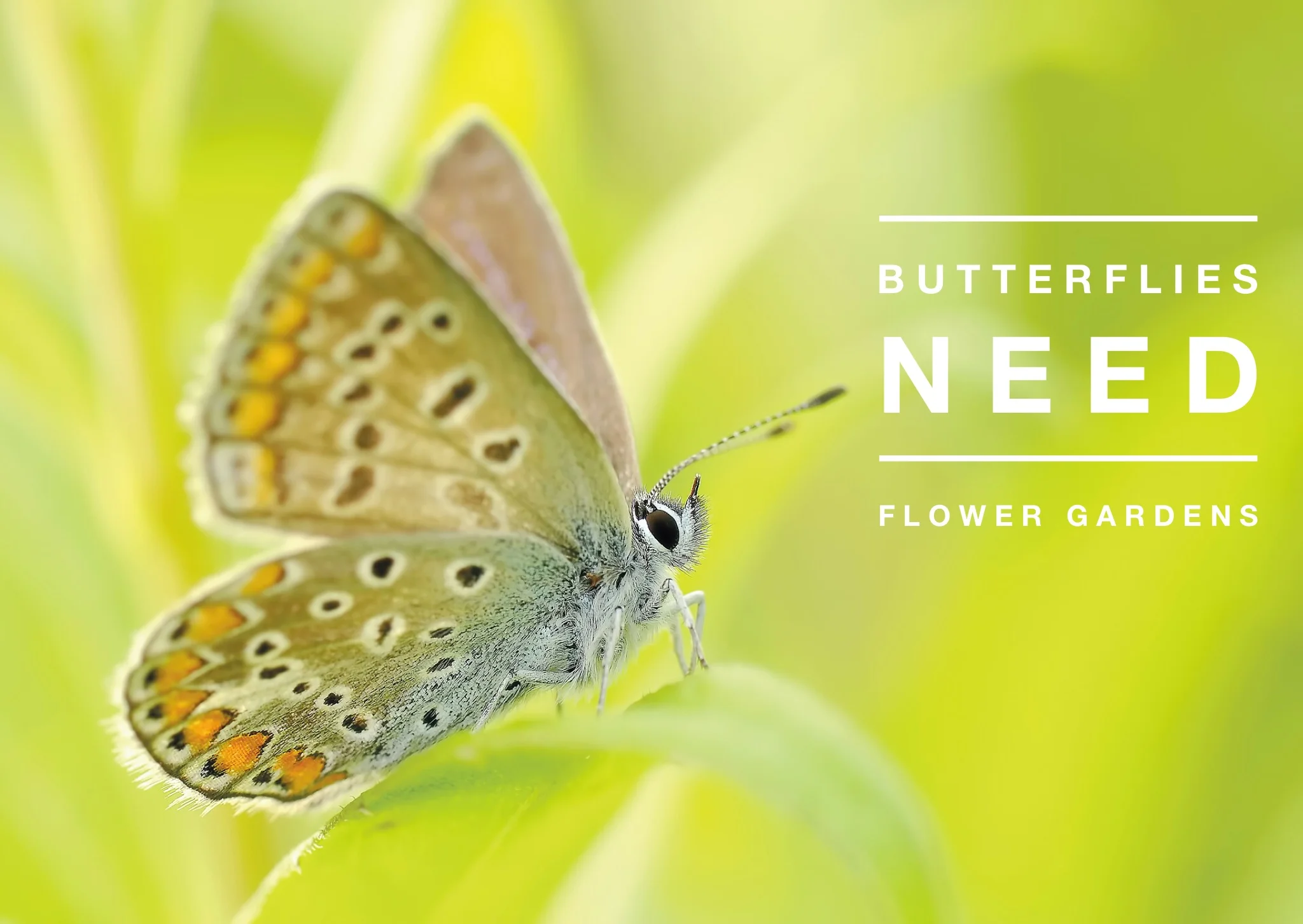 Fill your house with blooms and butterflies with nectar: Check out The Cutting Garden for more tips
